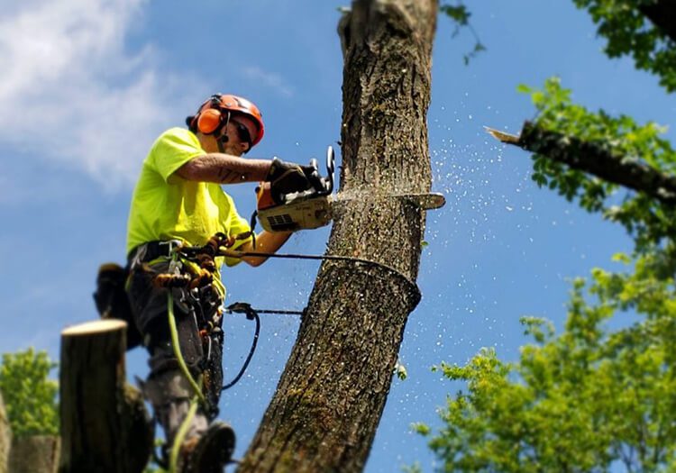 Tree Removal Services